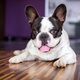 Image for article titled The Most Unethical Dog Breeds You Can Purchase And Why